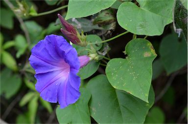 APII jpeg image of Ipomoea indica  © contact APII