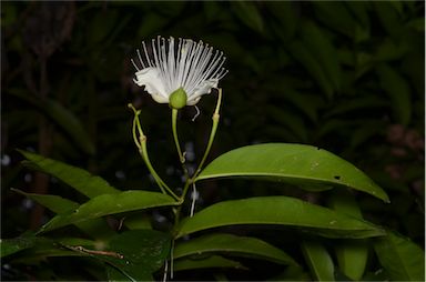 APII jpeg image of Capparis arborea  © contact APII