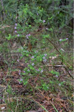 APII jpeg image of Comesperma ericinum  © contact APII