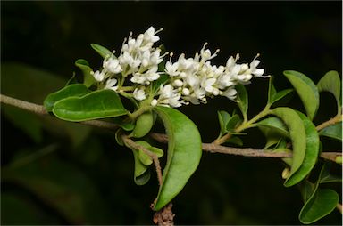 APII jpeg image of Ligustrum sinense  © contact APII