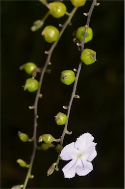 APII jpeg image of Duranta erecta  © contact APII