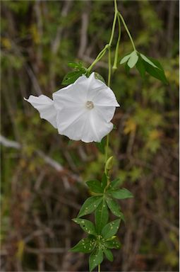 APII jpeg image of Ipomoea cairica  © contact APII