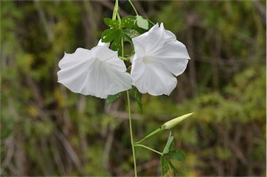 APII jpeg image of Ipomoea cairica  © contact APII