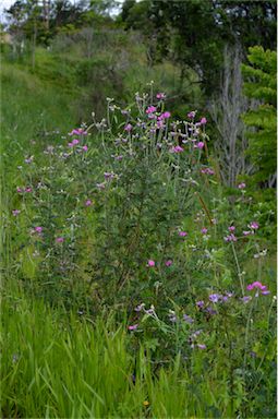 APII jpeg image of Tephrosia glomeruliflora  © contact APII