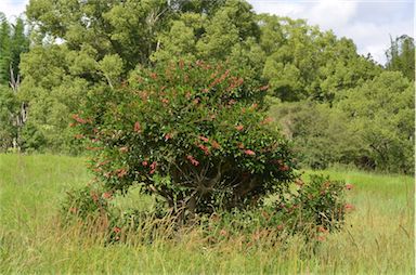 APII jpeg image of Erythrina crista-galli  © contact APII