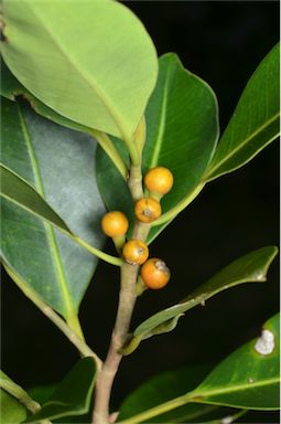 APII jpeg image of Ficus obliqua  © contact APII