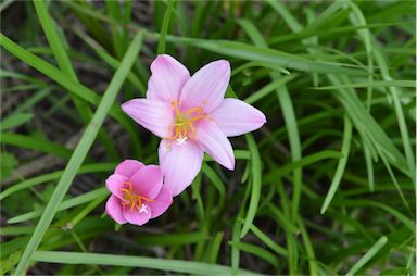 APII jpeg image of Zephyranthes carinata  © contact APII