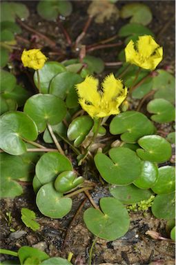 APII jpeg image of Nymphoides geminata  © contact APII