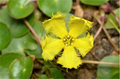 APII jpeg image of Nymphoides geminata  © contact APII