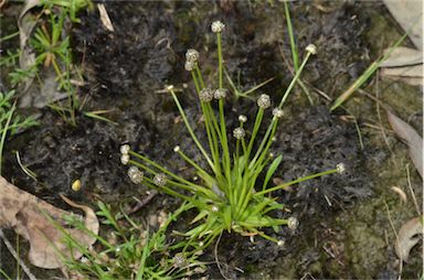 APII jpeg image of Eriocaulon scariosum  © contact APII