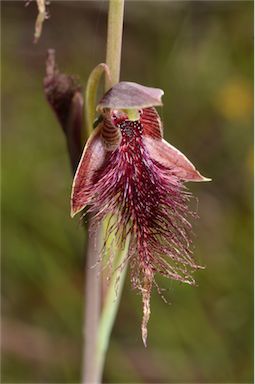 APII jpeg image of Calochilus russeus  © contact APII