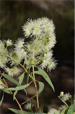 APII jpeg image of Angophora floribunda  © contact APII