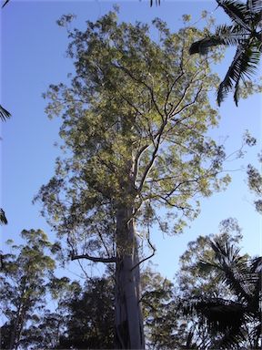 APII jpeg image of Eucalyptus grandis  © contact APII