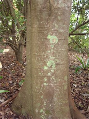 APII jpeg image of Ficus fraseri  © contact APII