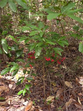 APII jpeg image of Ardisia crenata  © contact APII