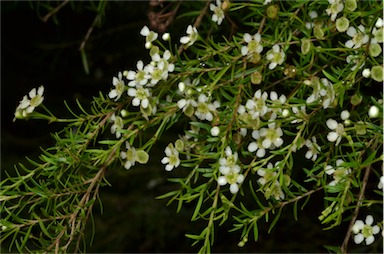 APII jpeg image of Sannantha similis 'Howie's Feathertips'  © contact APII