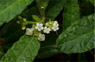 APII jpeg image of Psychotria sp. Mt Baldy  © contact APII