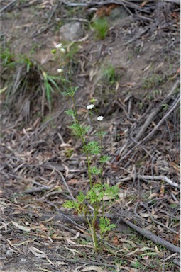 APII jpeg image of Trachymene composita var. composita  © contact APII