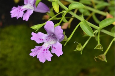 APII jpeg image of Hemiandra pungens  © contact APII