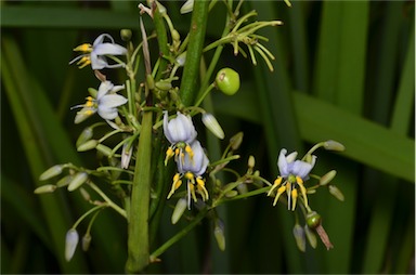 APII jpeg image of Dianella longifolia var. grandis  © contact APII