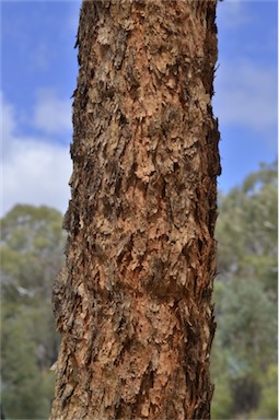 APII jpeg image of Corymbia peltata  © contact APII