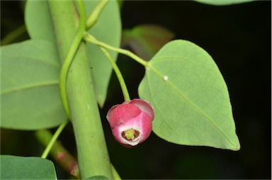 APII jpeg image of Berberidopsis beckleri  © contact APII