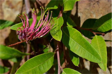 APII jpeg image of Grevillea 'Bush Carpet'  © contact APII