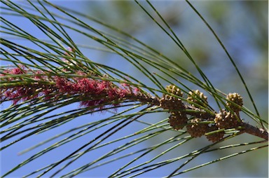 APII jpeg image of Casuarina cunninghamiana  © contact APII