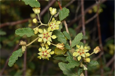 APII jpeg image of Androcalva luteiflora  © contact APII