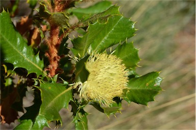 APII jpeg image of Banksia obovata  © contact APII