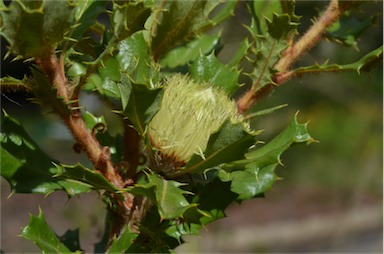 APII jpeg image of Banksia obovata  © contact APII