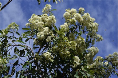 APII jpeg image of Corymbia clarksoniana  © contact APII