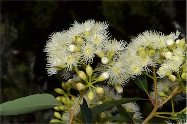 APII jpeg image of Corymbia clarksoniana  © contact APII