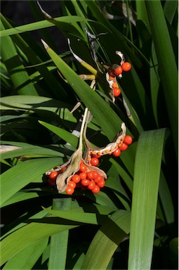 APII jpeg image of Iris foetidissima  © contact APII