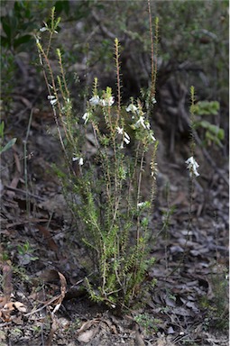 APII jpeg image of Epacris impressa  © contact APII