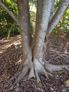 APII jpeg image of Ficus henneana  © contact APII