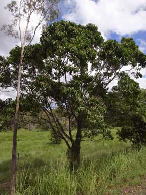 APII jpeg image of Geijera salicifolia  © contact APII