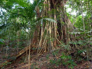 APII jpeg image of Ficus virens  © contact APII