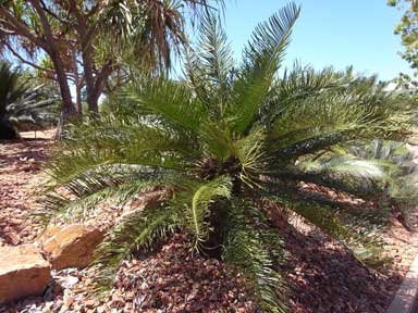 APII jpeg image of Cycas xipholepis  © contact APII