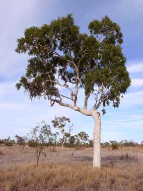 APII jpeg image of Corymbia dallachiana  © contact APII