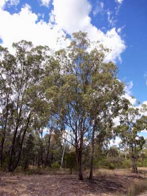 APII jpeg image of Eucalyptus woollsiana  © contact APII