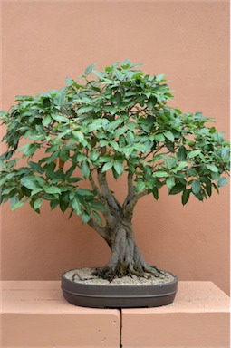 APII jpeg image of Ficus virens  © contact APII