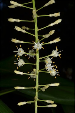 APII jpeg image of Cordyline manners-suttoniae  © contact APII