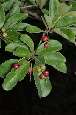 APII jpeg image of Terminalia porphyrocarpa  © contact APII