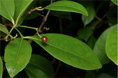 APII jpeg image of Zanthoxylum ovalifolium  © contact APII