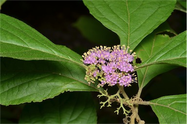 APII jpeg image of Callicarpa brevistyla  © contact APII