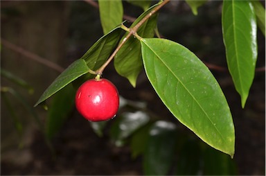 APII jpeg image of Phaleria clerodendron  © contact APII