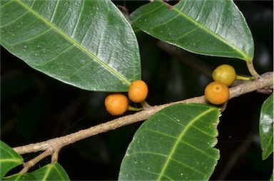 APII jpeg image of Ficus virgata  © contact APII