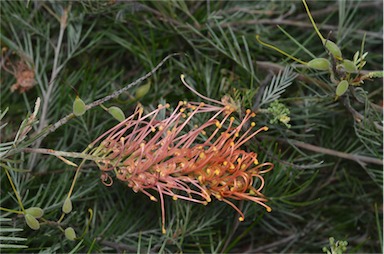 APII jpeg image of Grevillea 'Ninderry-Sunrise'  © contact APII