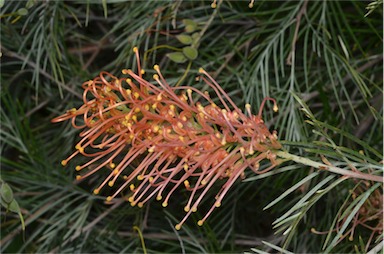 APII jpeg image of Grevillea 'Ninderry-Sunrise'  © contact APII